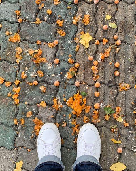 Ginkgo berries on the pavement