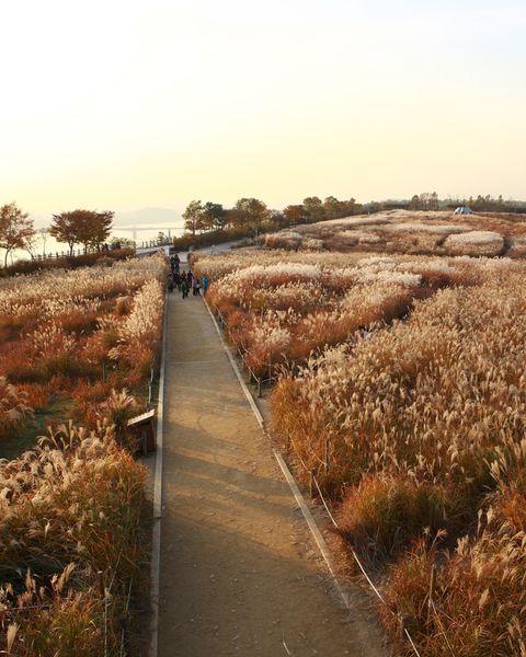 A path through the silver grass fields of Haneul Park