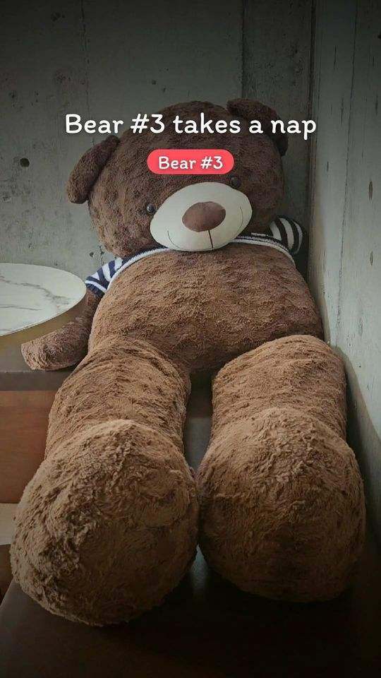 Bear number 3 taking a nap